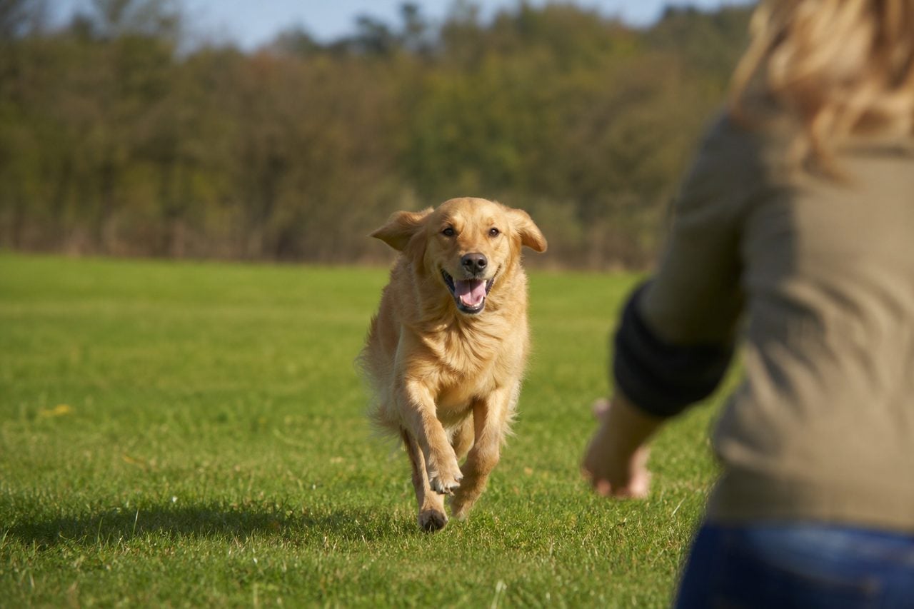 Off-Leash Dog Training: What It Takes to Get Reliable Recall