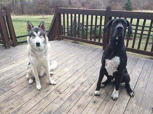One Smart K-9 Dog Training and Obedience in Columbus Ohio