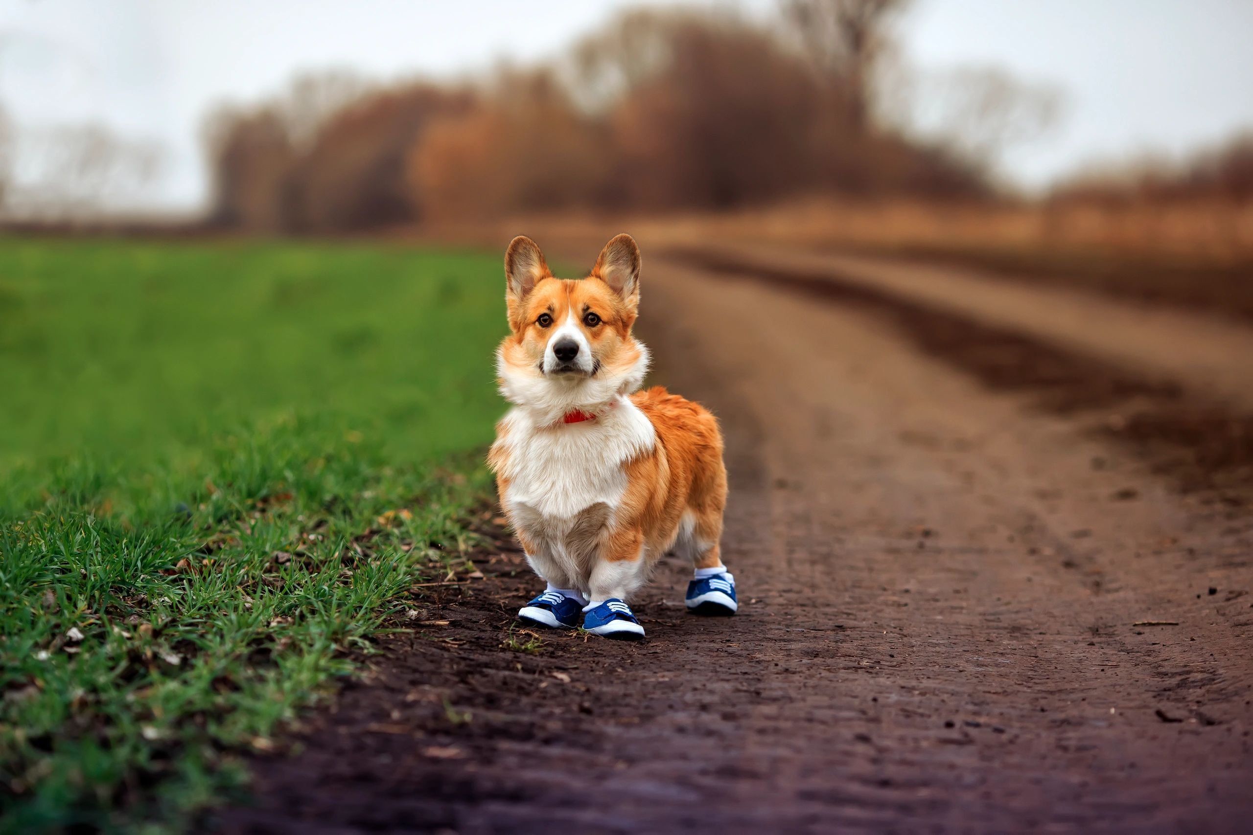 OnTrack Training — dog trainer in Middletown, OH