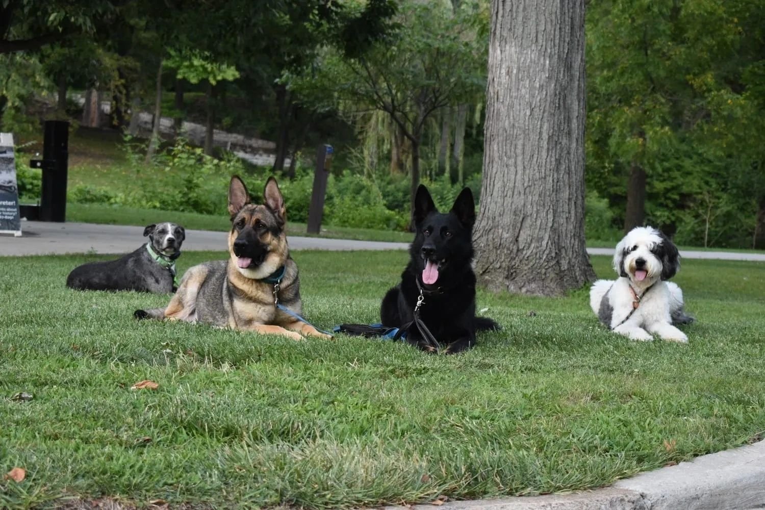 P2K9 Training — dog trainer in Toledo, OH