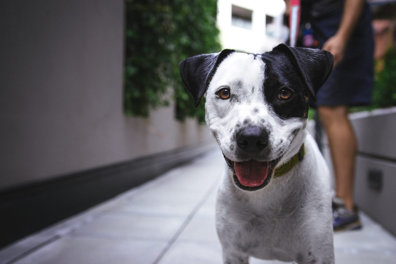 Pawsitive Behavior