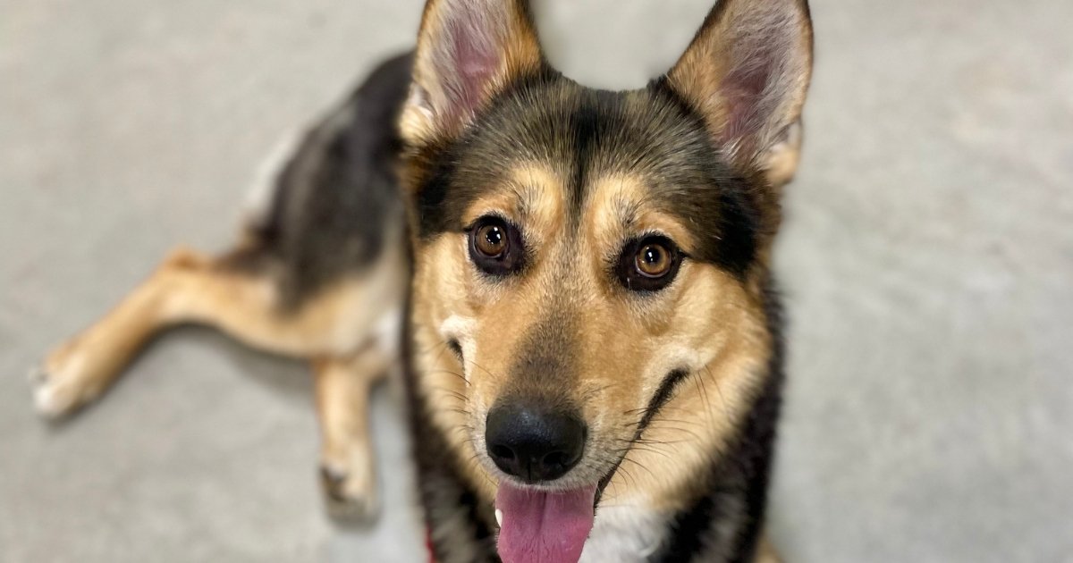 Pence K9