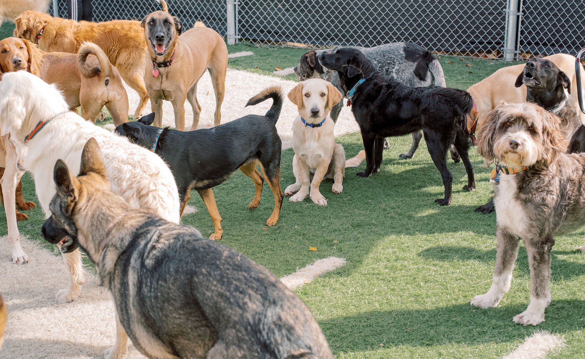 Pup Club