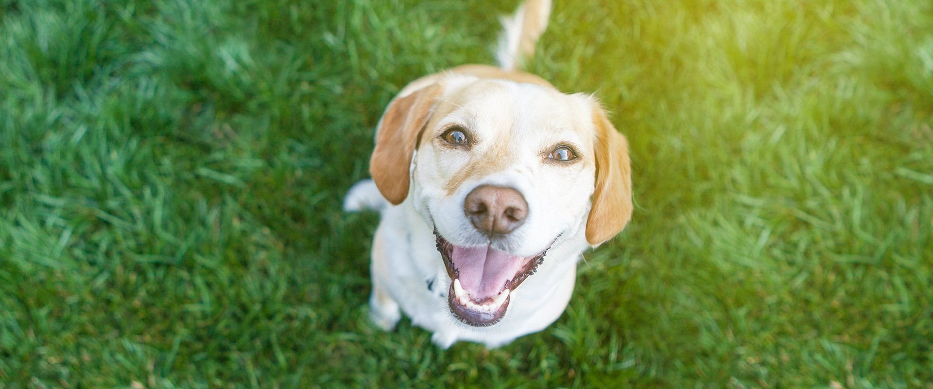 Pups Dog Training & Pet Sitting