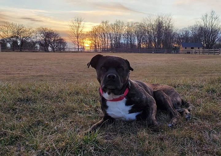 Raise Your Right Paw Dog Training — dog trainer in Allentown, PA