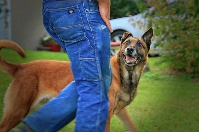 Randy’s Dog Training