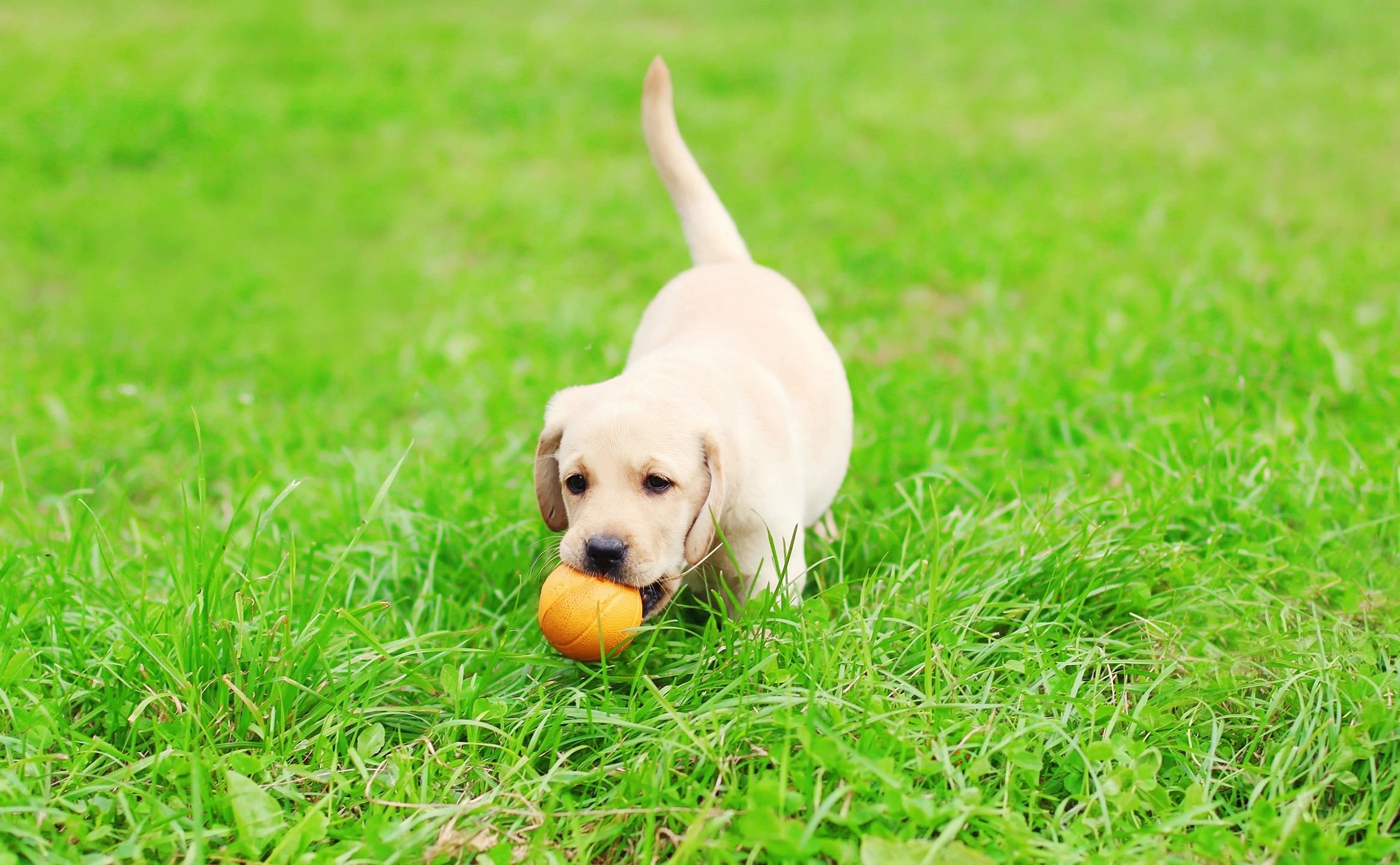 Shepherd’s K-9 Obedience