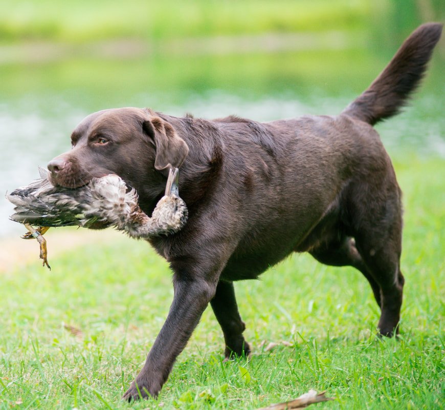 Tall Pines Dog Training