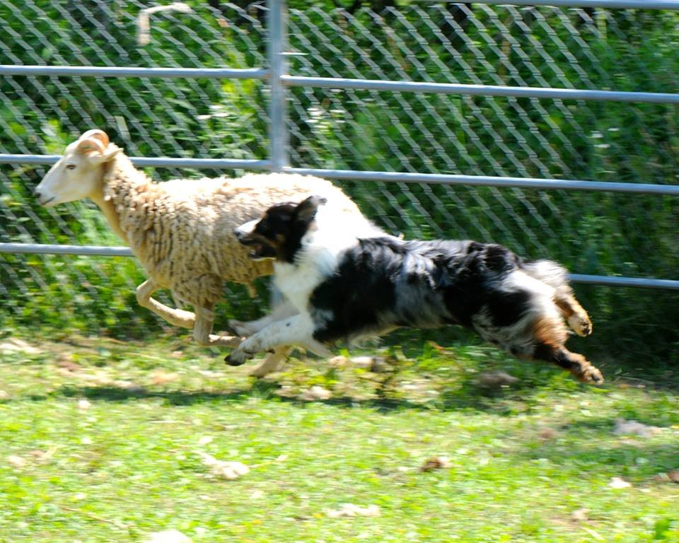 Trail Creek Dog Training Club