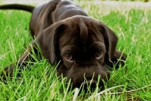 Pups Grow Up