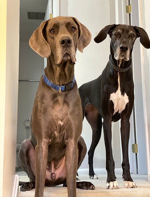Bruno’s Dog Training & Pet Care LLC.