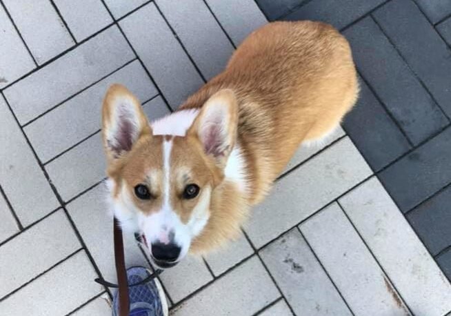 Dog-Venture LLC