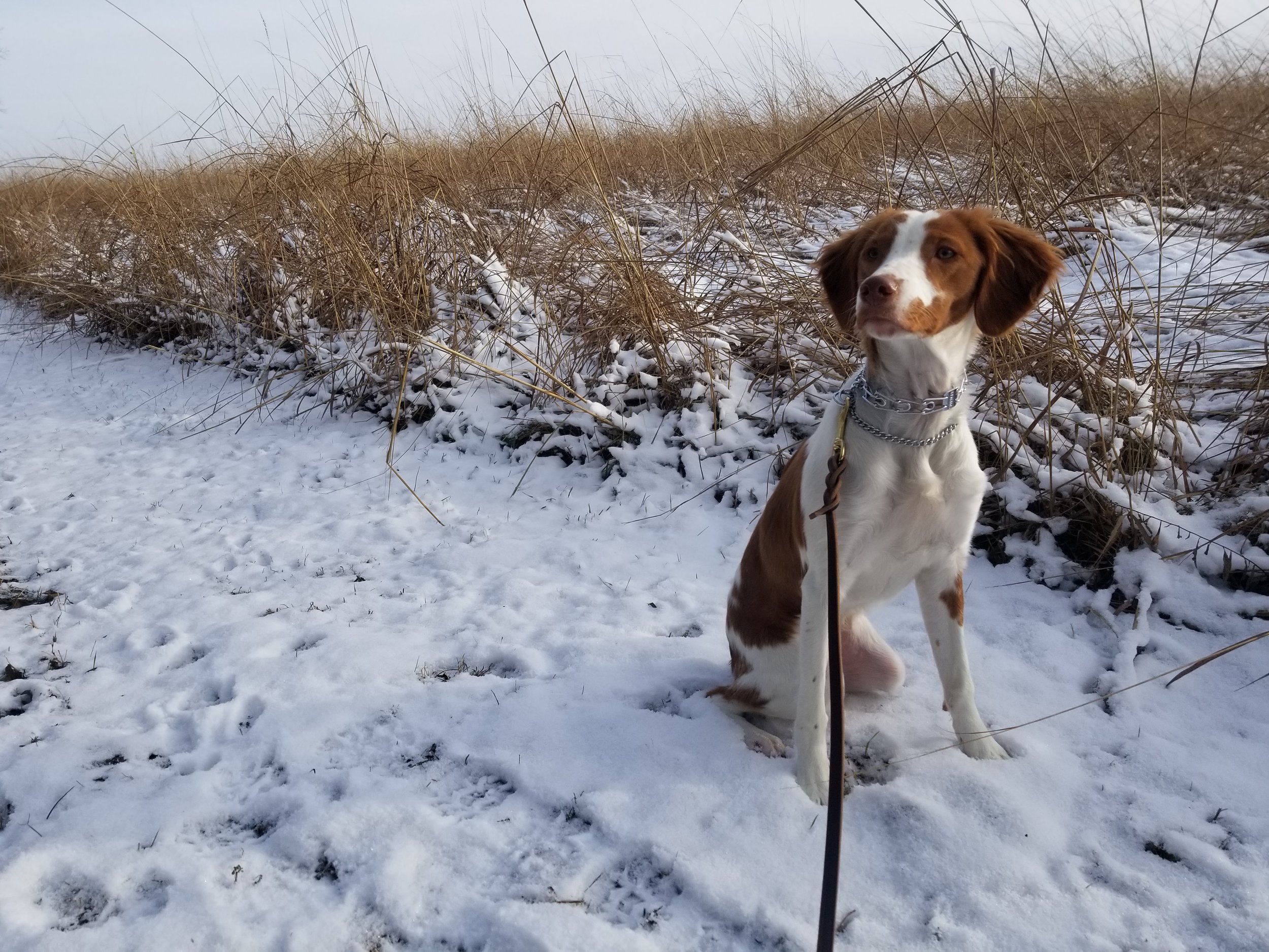 Dependable Companions Dog Training