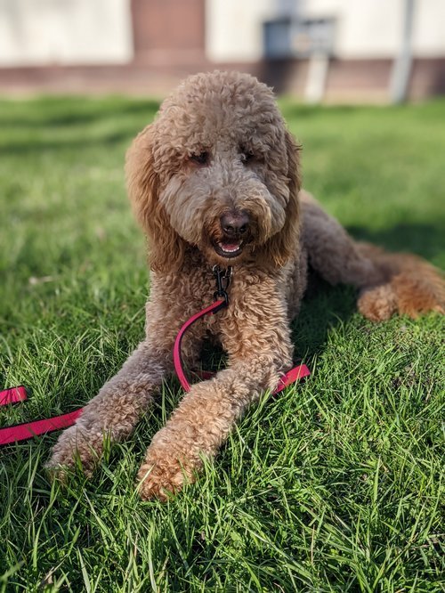 The Balanced Canine LLC — dog trainer in Toledo, OH