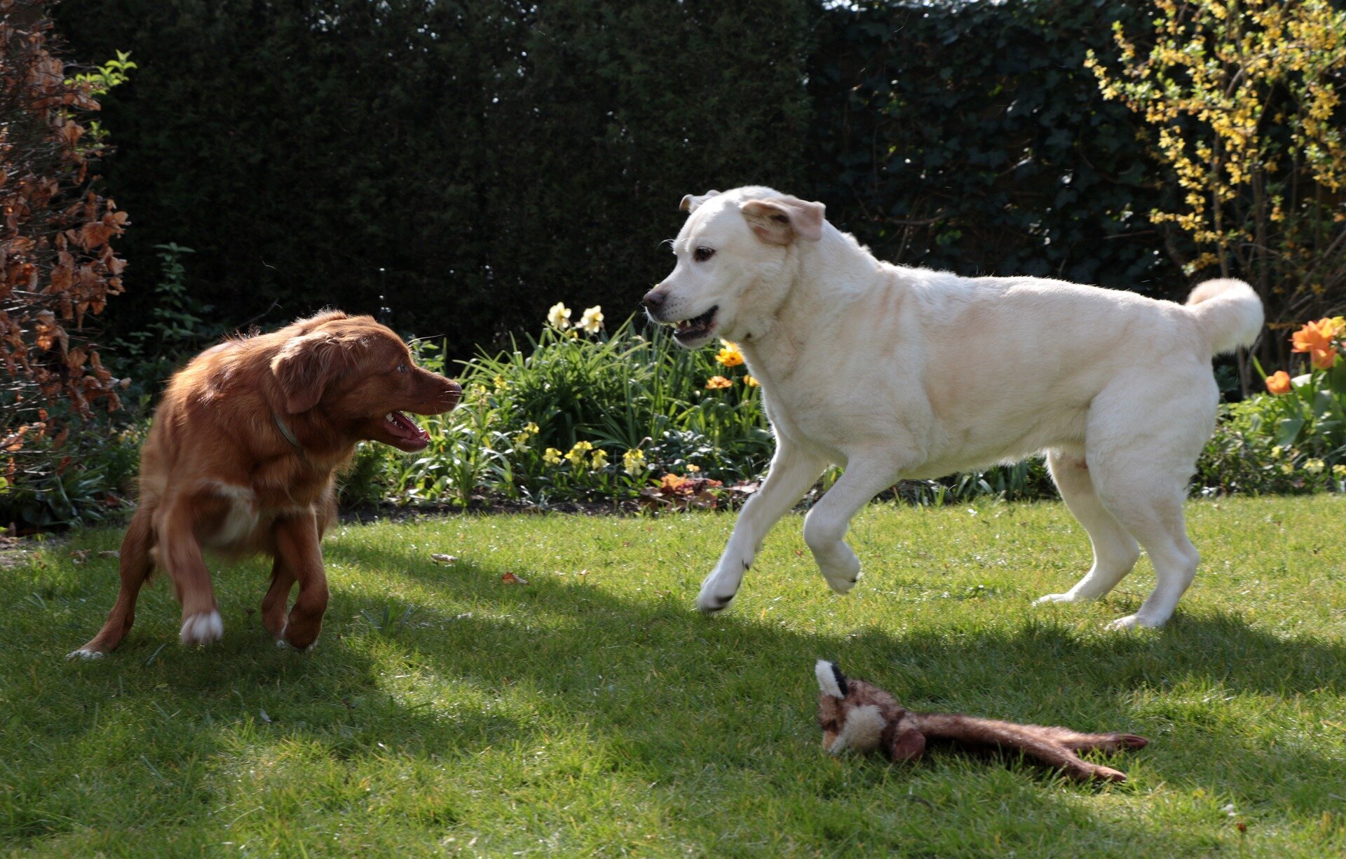 Perfect Love K9 Retreat, LLC — dog trainer in Dayton, OH