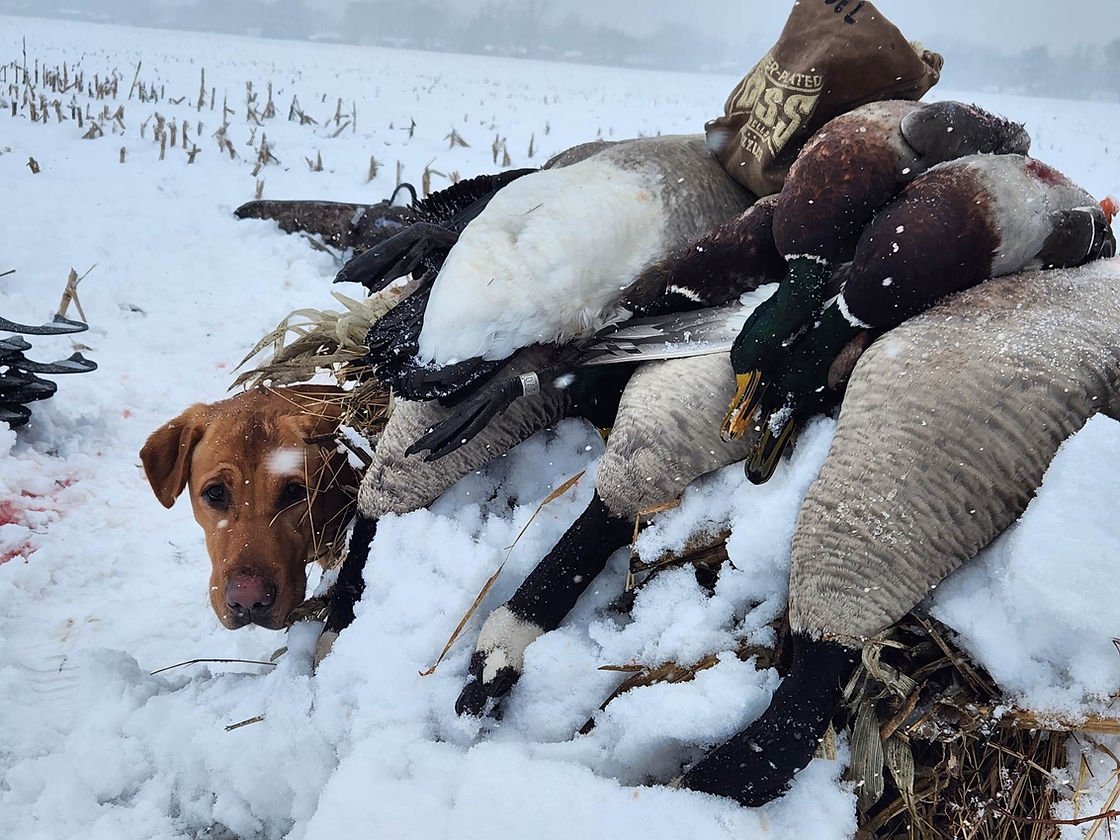 Shawnee Creek Retrievers — dog trainer in Dayton, OH