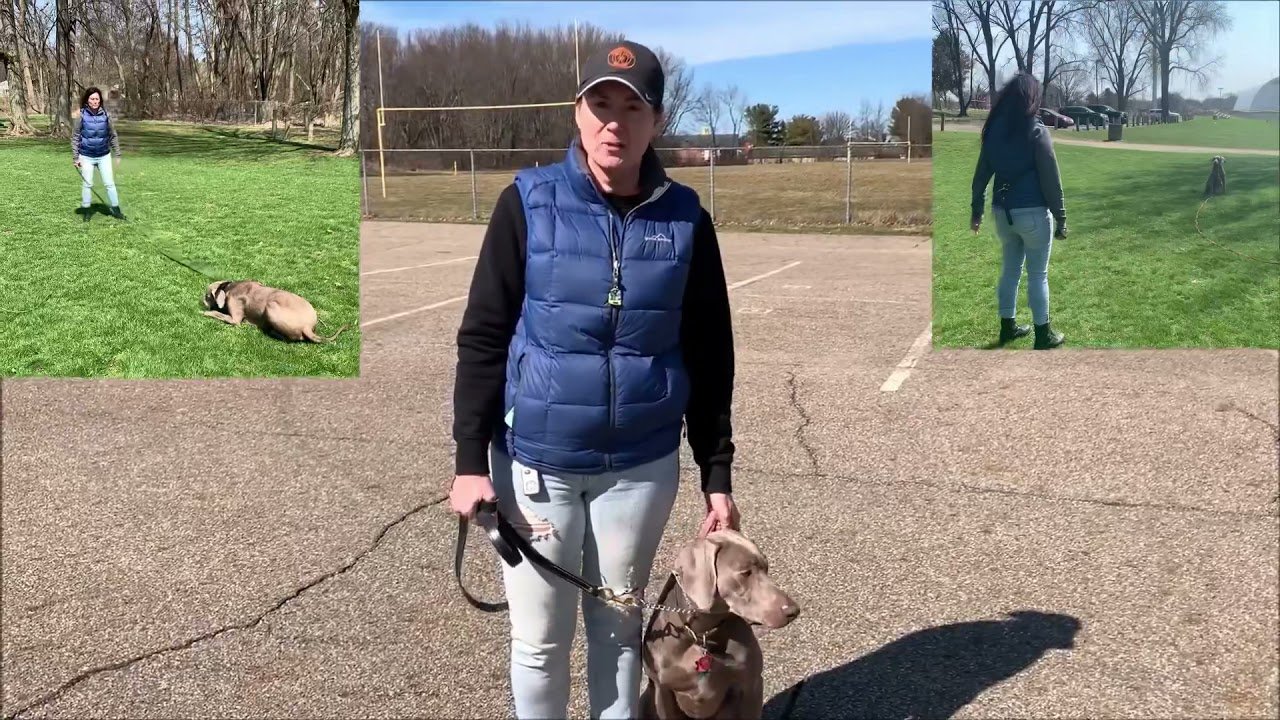 American Caniner Akron Dog Training Services