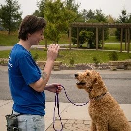 The Dog Wizard – Dog & Puppy Obedience Training Akron