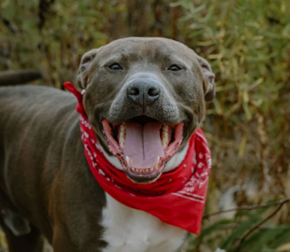Ace Dog Training — dog trainer in Akron, OH
