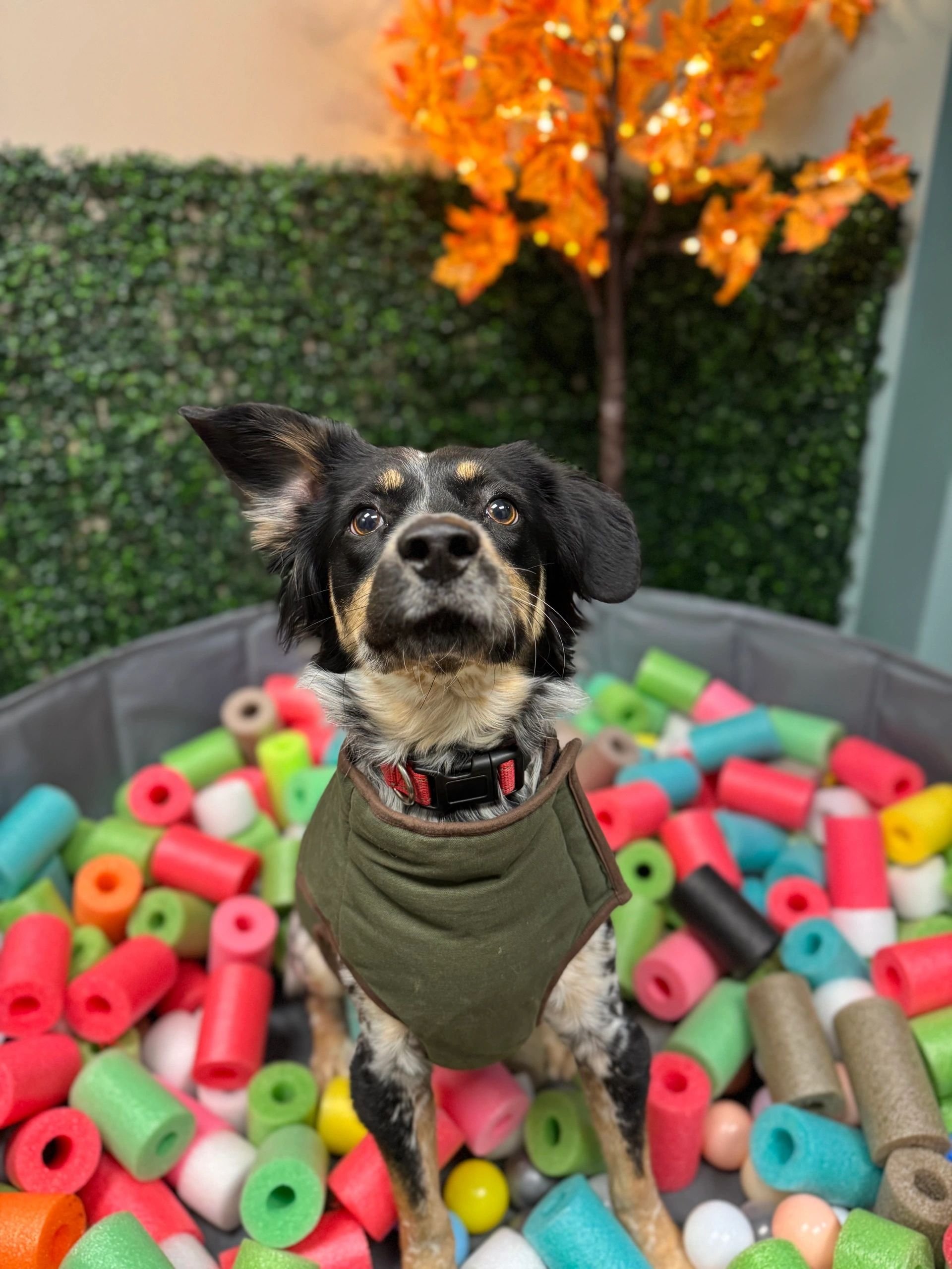 On Cloud Canine LLC