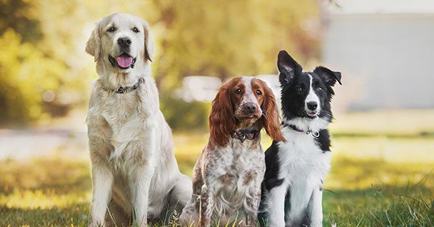 Sit Means Sit Dog Training Toledo