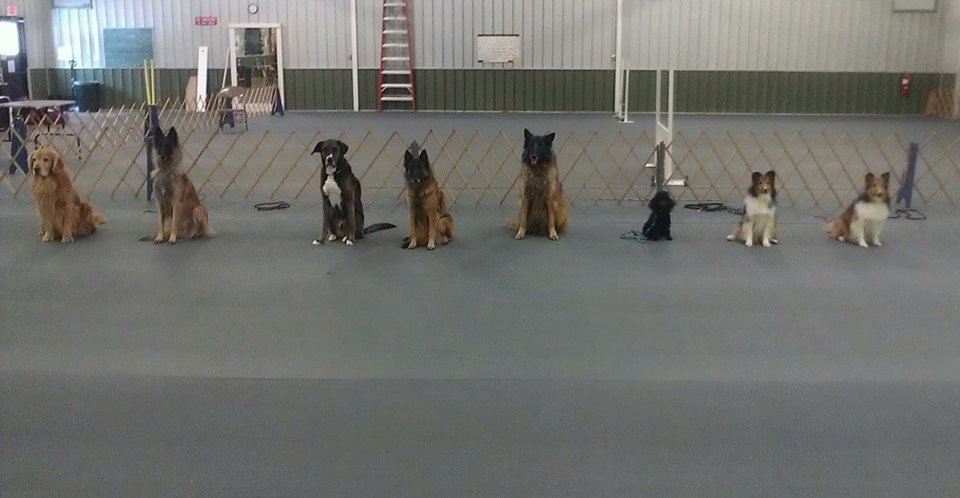 Toledo Kennel Club