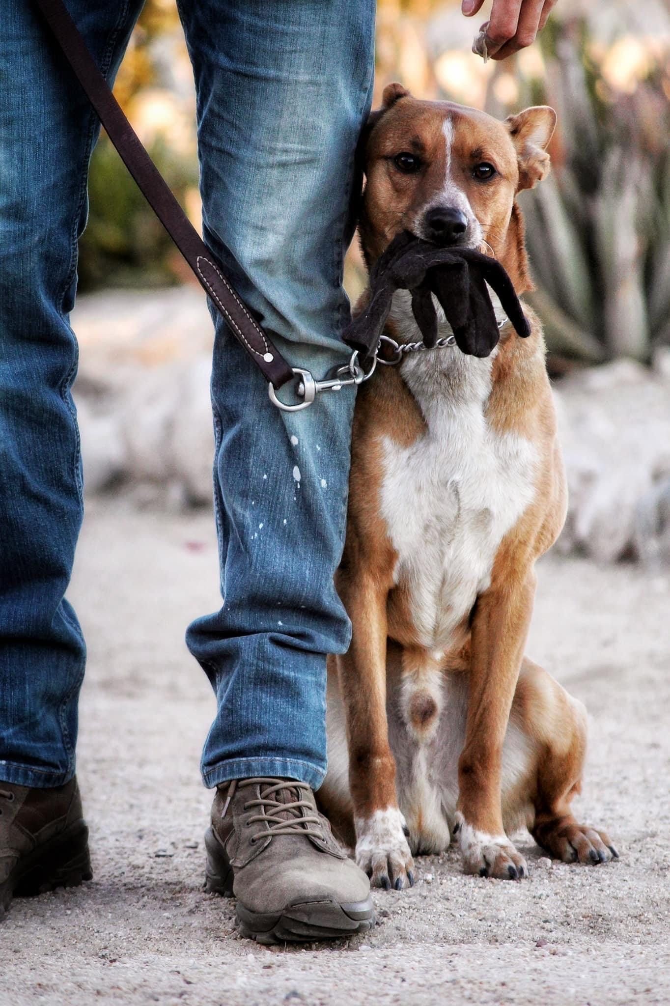 Colossal K9 — dog trainer in Canton, OH