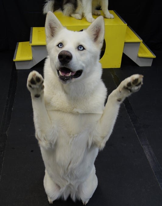 Sit Happens Dog Training — dog trainer in Youngstown, OH