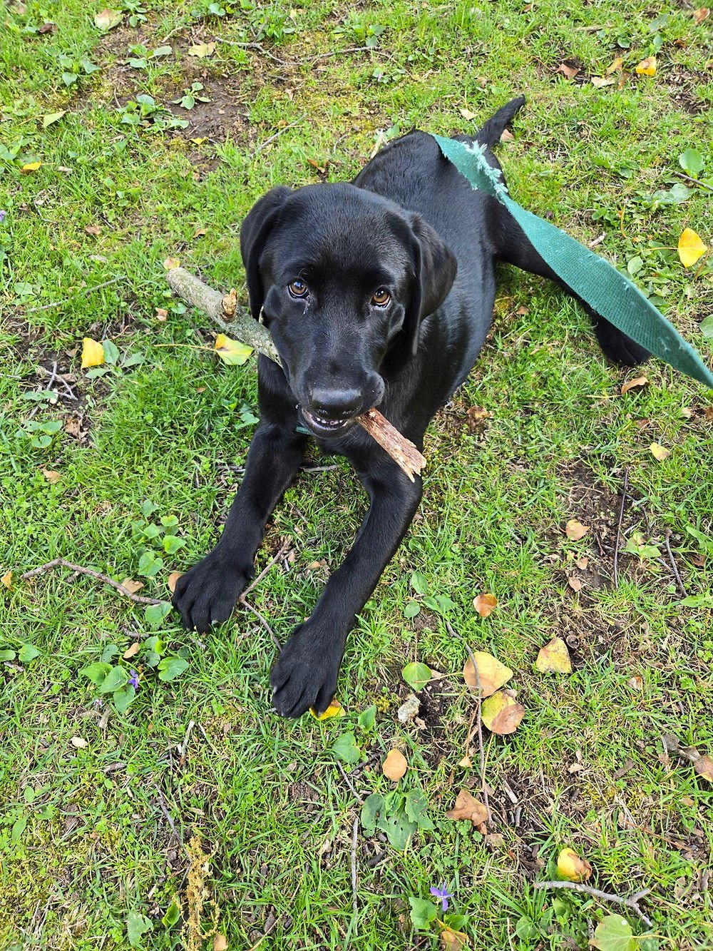 McCrae9 Dog Training