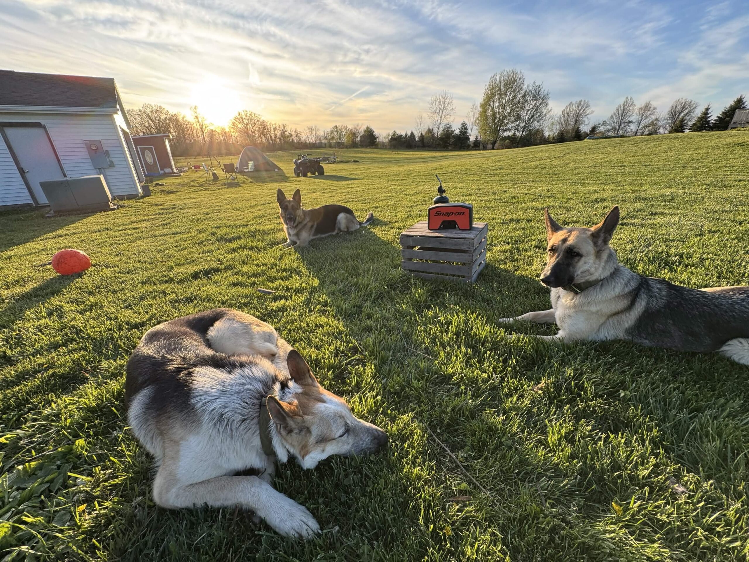 Das Muller German Shepherds — dog trainer in Youngstown, OH