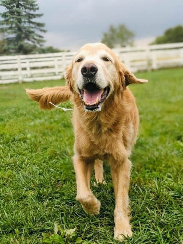 Delightful Dog Training