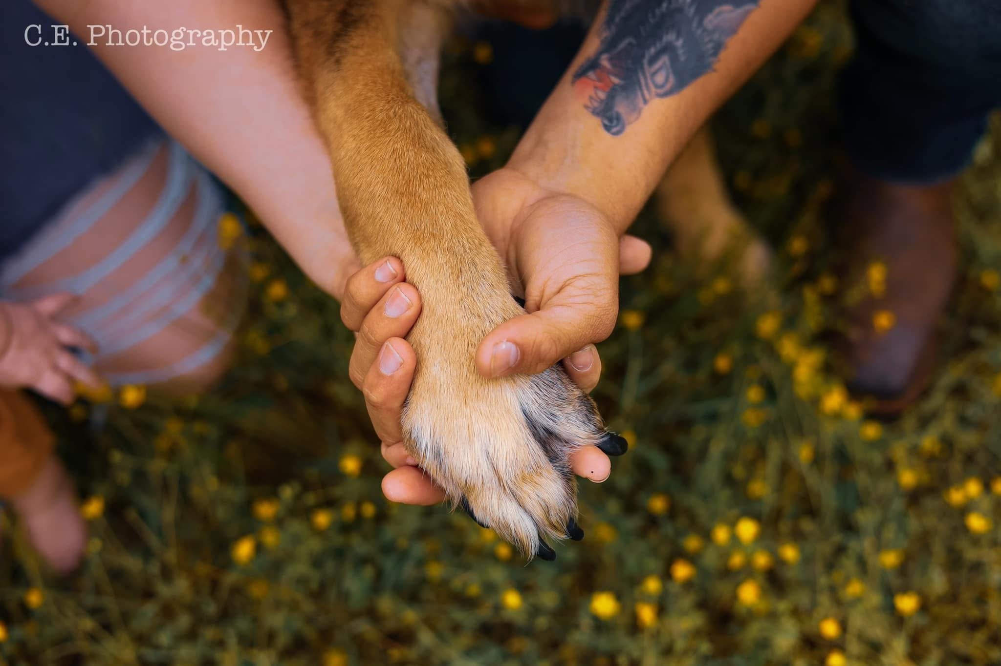 Sit Pretty Canine — dog trainer in Columbus, OH