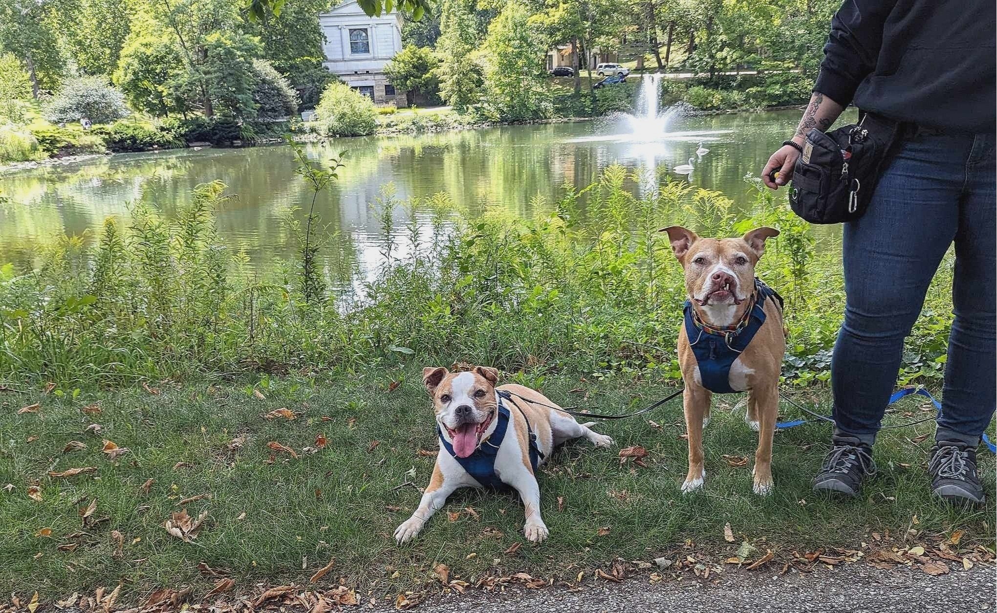 Sits 'n Wiggles Dog Training 'n Behavior Consulting — dog trainer in Lancaster, OH