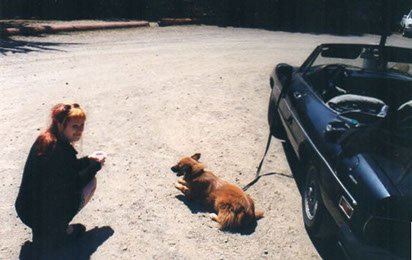Elissa Cline Dog Training — dog trainer in Middletown, OH
