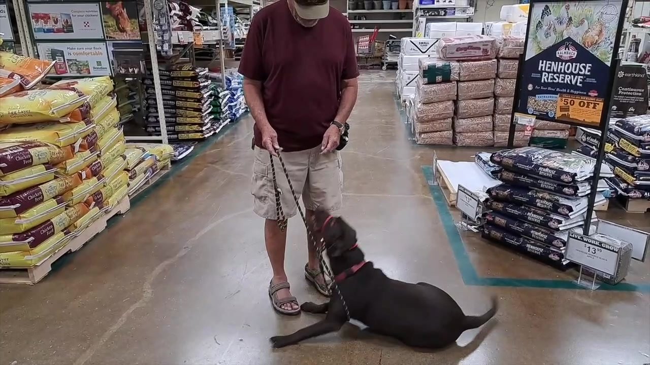 Hawk Haven's "Good Dog" Obedience Training — dog trainer in Middletown, OH