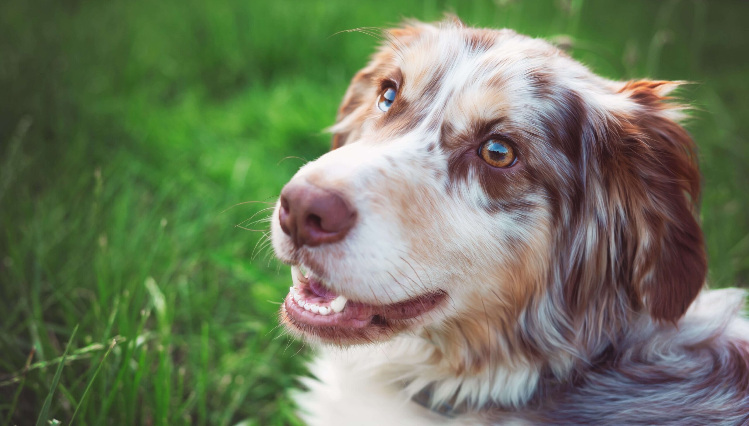 Namastay Dog Training LLC — dog trainer in Marietta, OH