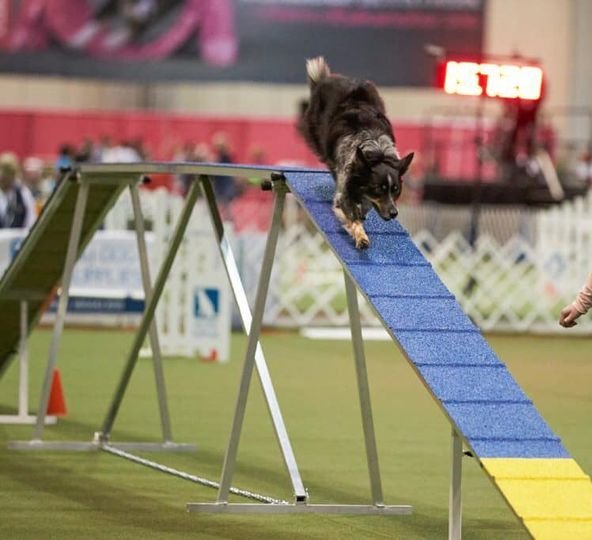 Greater Lafayette Kennel Club