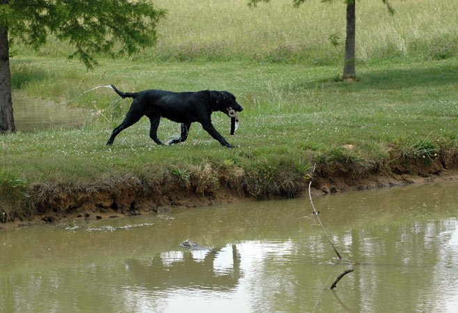 Evansville Obedience Club