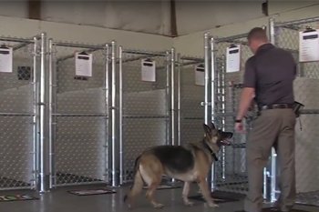 K-9 Detection Services,LLC — dog trainer in Evansville, IN