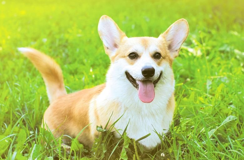 Opie’s Doggie Playcare and Salon