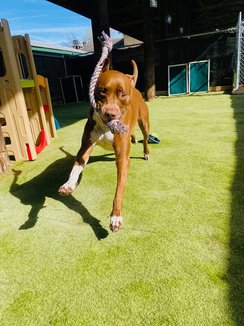 Scout's Honor — dog trainer in Bloomington, IN