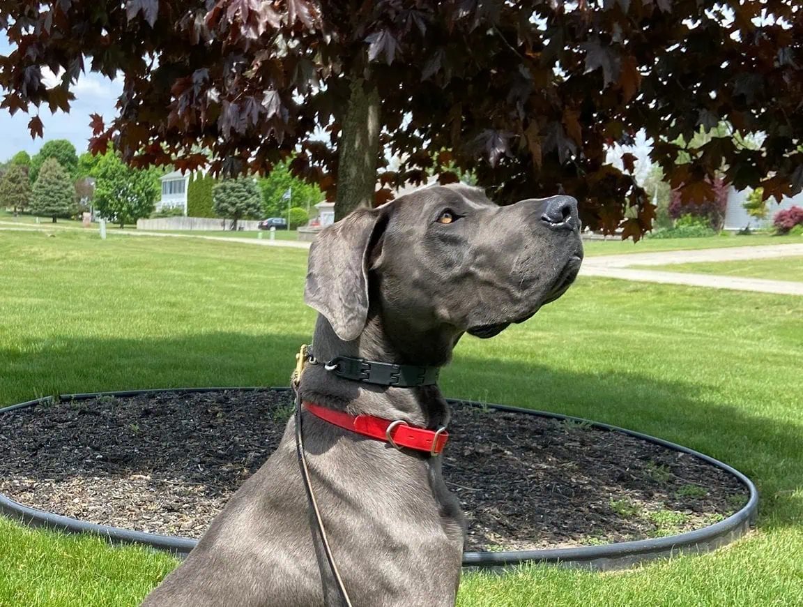 Kasten’s Dog Training Inc