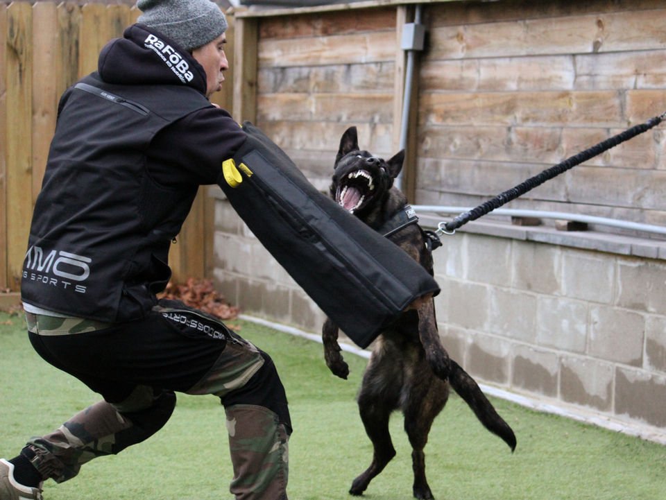 chicagolandprotectiondogs dog training