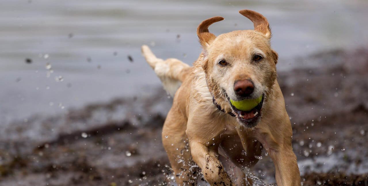 Region K9 – Dog Training