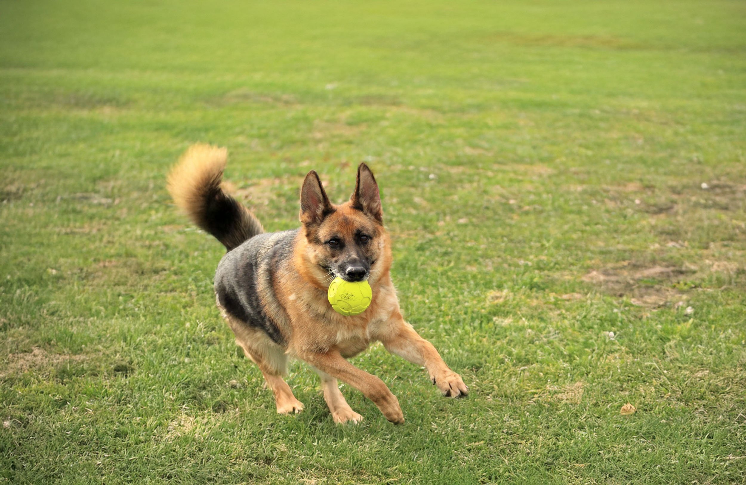 Fort Wayne Obedience Training Club
