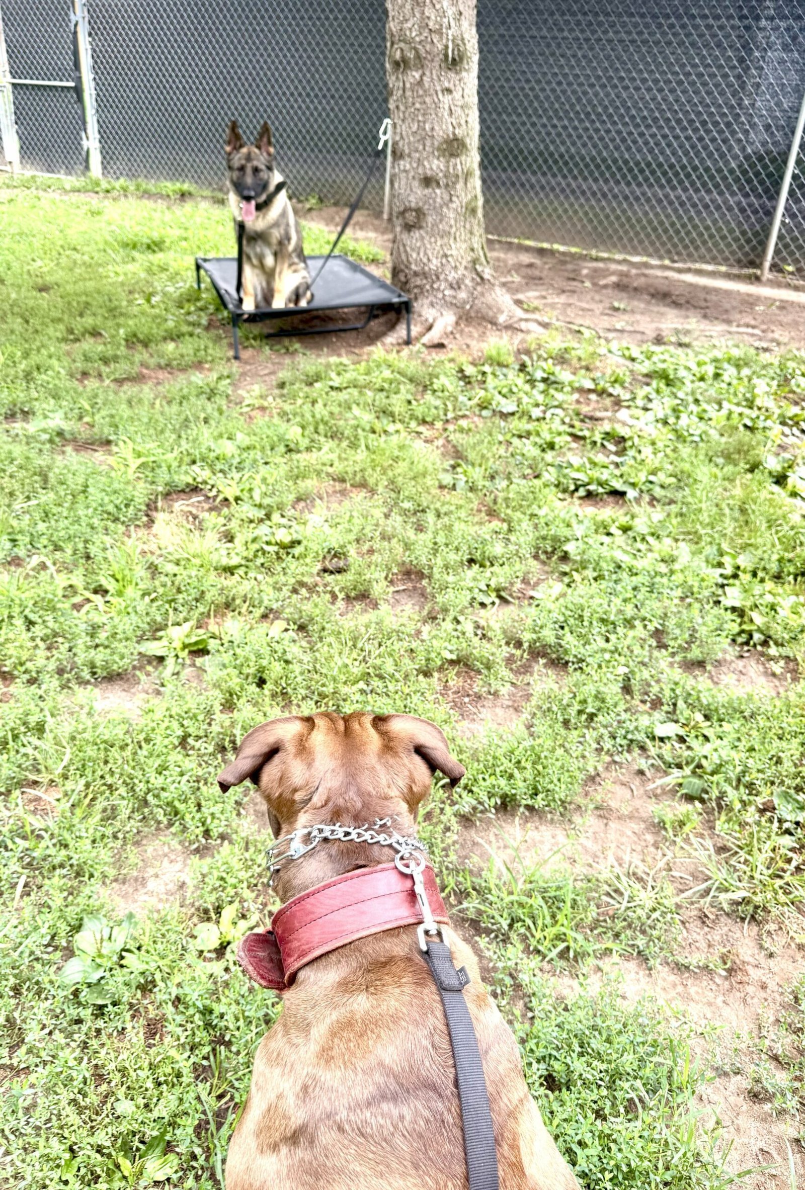 Deliverance K-9