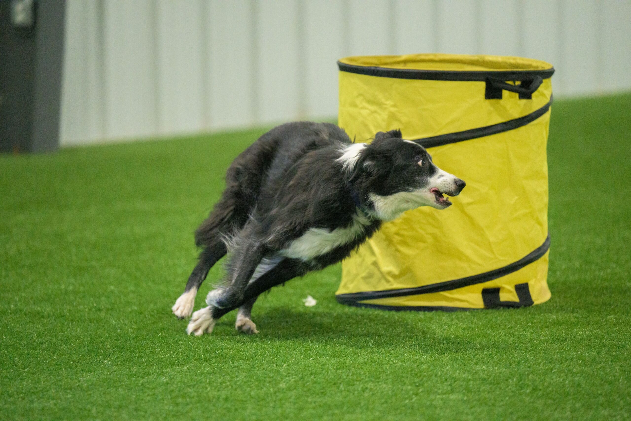 Splash ‘n Dash K9 Sports, Inc