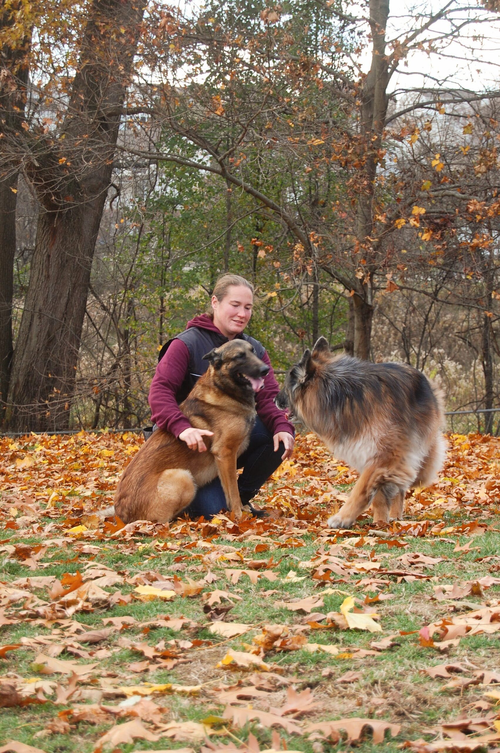 Confluence Canine