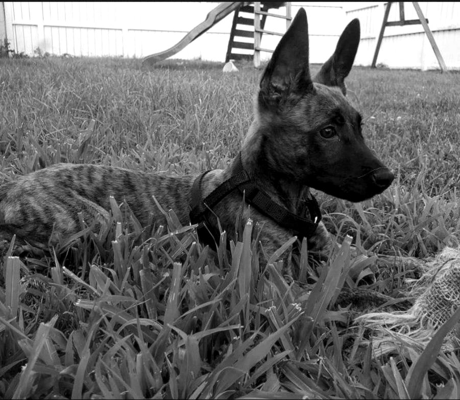 Kilted K-9 Dog Training