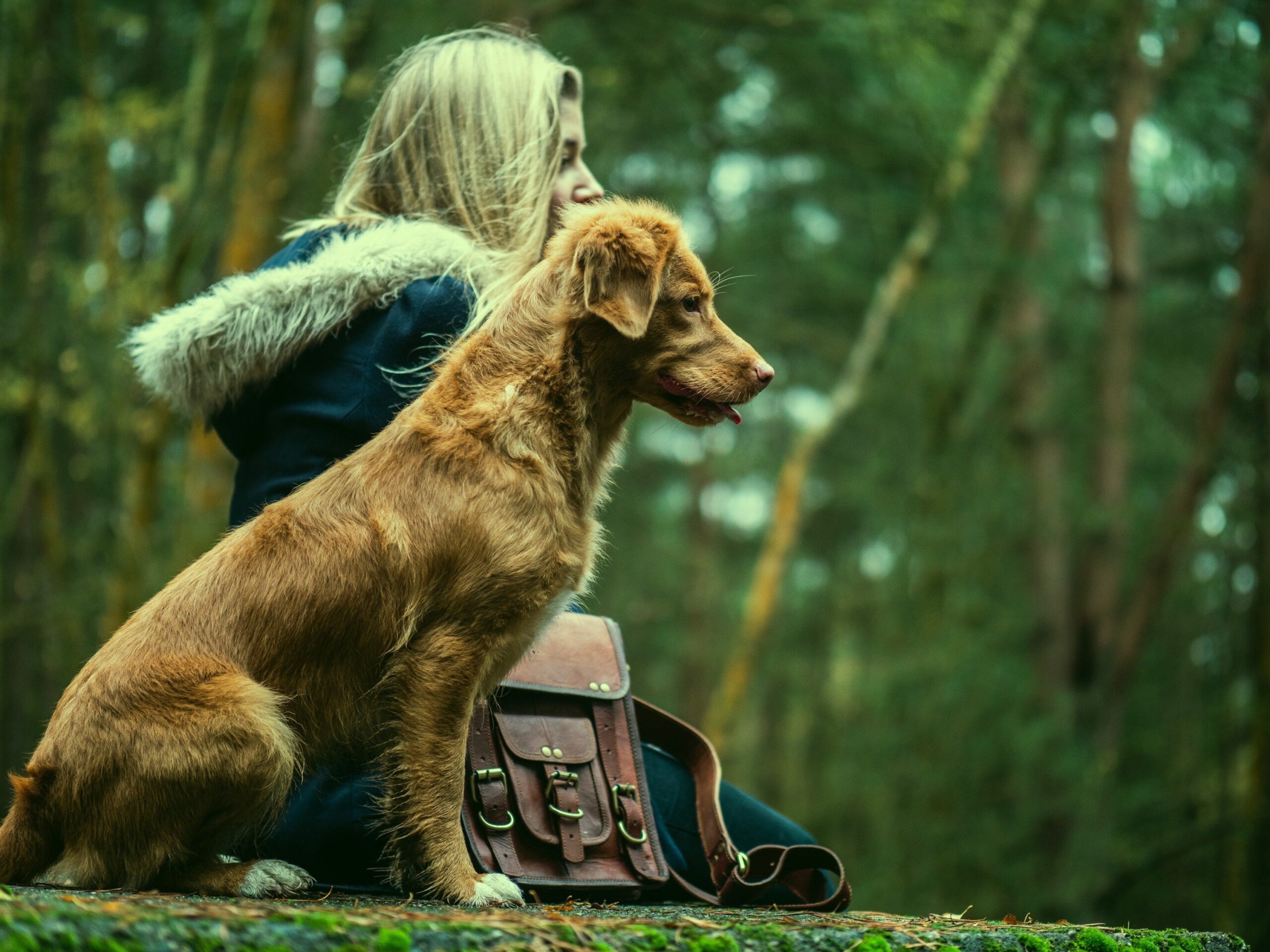Fly High Dog Training